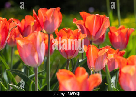 'Amazone' Triumph Tulpe, Triumftulpan (Tulipa gesneriana) Stockfoto