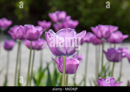 "Bleu Aimable' Einfach spät Tulip, Sen enkelblommande Tulpan (Tulipa gesneriana) Stockfoto