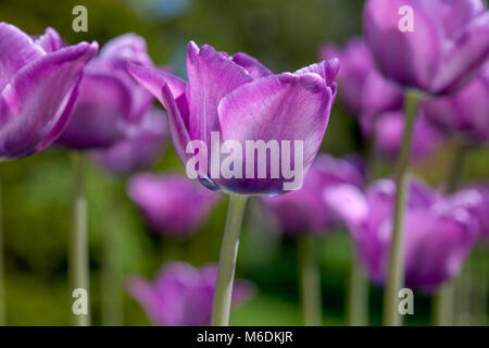 "Bleu Aimable' Einfach spät Tulip, Sen enkelblommande Tulpan (Tulipa gesneriana) Stockfoto