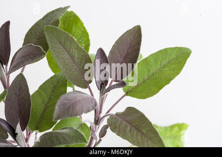 'Purpurascens', Kryddsalvia gemeinsamen Salbei (Salvia officinalis) Stockfoto