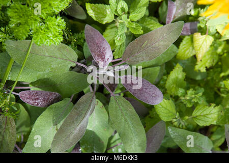 'Purpurascens', Kryddsalvia gemeinsamen Salbei (Salvia officinalis) Stockfoto