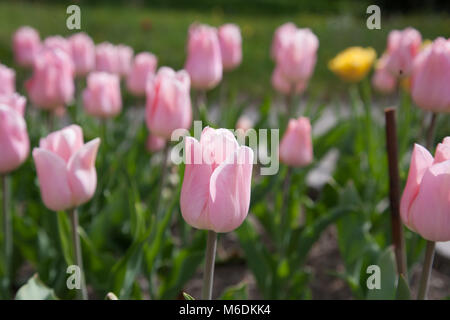 "Apricot Beauty" Einzelne frühe Tulpe, Frühbucherrabatt Enkel-rollenwechsler Tulpan (Tulipa gesneriana) Stockfoto