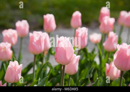 "Apricot Beauty" Einzelne frühe Tulpe, Frühbucherrabatt Enkel-rollenwechsler Tulpan (Tulipa gesneriana) Stockfoto