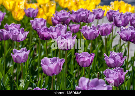 "Bleu Aimable' Einfach spät Tulip, Sen enkelblommande Tulpan (Tulipa gesneriana) Stockfoto