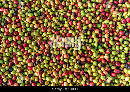 Kaffeebohnen Reifung auf Baum im Hof, Baoloc, Lamdong, Vietnam. Frischer Kaffee Kirsche Stockfoto