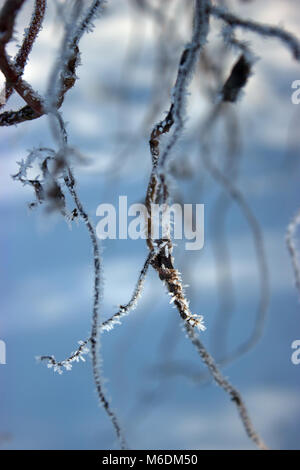 Im Vordergrund steht die Frost auf einen Baum im Winter. Stockfoto