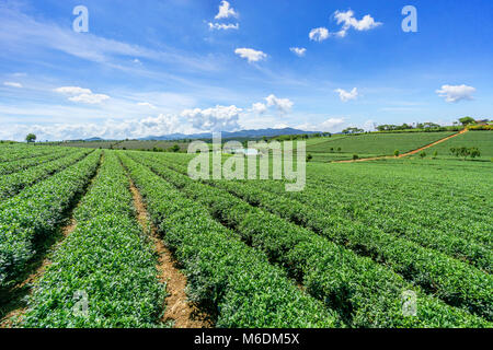 Bao Loc Kaffee Hügel, grüne Landschaft Hintergrund, grüne Blätter. Bao Loc, Lam Dong, Vietnam Stockfoto