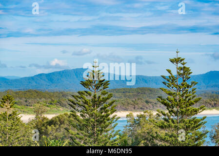 Die oberen Äste in der Nähe der Norfolk Insel Kiefern (Araucaria araucana) auf Forster Beach, Scotts Head Australien Stockfoto