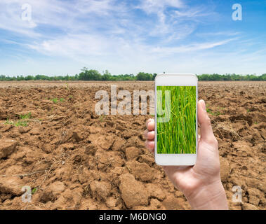Weibliche Hände halten smart phone Bilder Rohreis trockenen feld Stockfoto