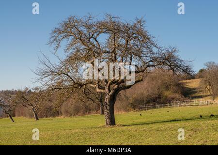 Apfelbaum auf einer Wiese ohne Äpfel und Laub. Stockfoto