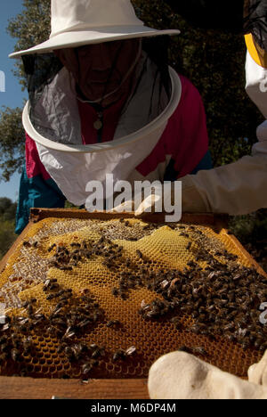 BEE COLONY, HONEYCOMP, Honig Sammler, NATÜRLICHER HONIG Stockfoto