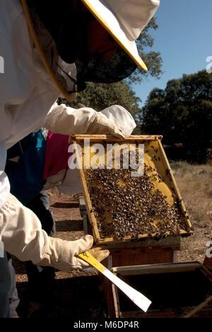 BEE COLONY, HONEYCOMP, Honig Sammler, NATÜRLICHER HONIG Stockfoto