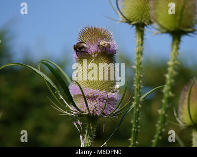 Blüht von Wilde Karde/Dipsacus fullonum mit Insekten und weiße Spinne Stockfoto