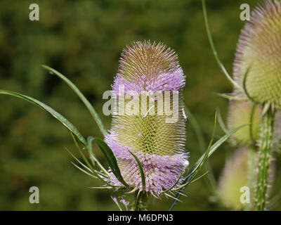 Blüht von Wilde Karde/Dipsacus fullonum Stockfoto