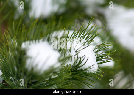 Schnee auf einer Kiefer Stockfoto