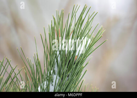 Schnee auf einer Kiefer Stockfoto