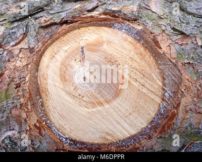 Holz- Hintergrund mit jahresringe Fichte Stockfoto