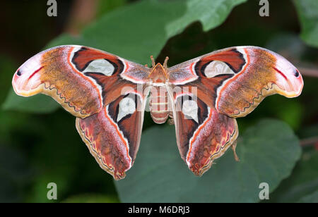 Grosser Atlas moth Schmetterling auf einem Blatt Stockfoto