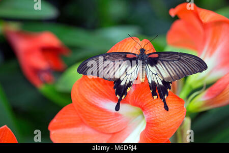 Scarlet mormone Schmetterling Nahaufnahme auf lebendige Blume Stockfoto