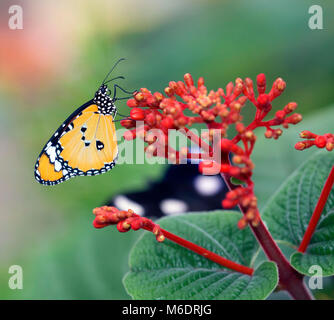 Wenig Monarch Schmetterlinge und Blumen Stockfoto