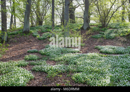 Buschwindröschen blühen in einem aak Grove im Frühjahr in Norrköping, Schweden Stockfoto