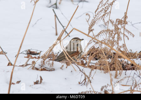 Rotdrossel (Turdus Iliacus) auf der Suche nach Nahrung in den Schnee auf den Waldboden Stockfoto