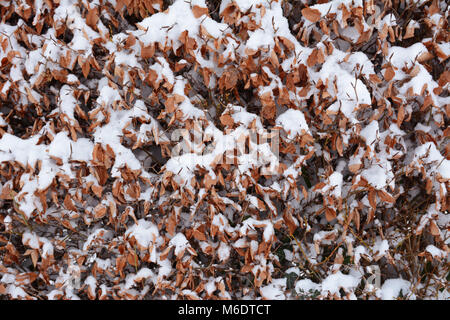 Buche Hedge mit braunen knackigen Blätter, frisch verschneite Stockfoto