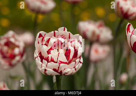 "Carnaval de Nice' Doppelte spät Tulip, Sen fylldblommig Tulpan (Tulipa gesneriana) Stockfoto
