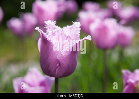 'Blue Heron 'Gefranste Tulpe, Franstulpan (Tulipa gesneriana) Stockfoto