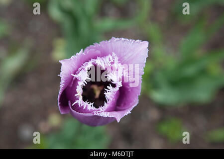 'Blue Heron 'Gefranste Tulpe, Franstulpan (Tulipa gesneriana) Stockfoto