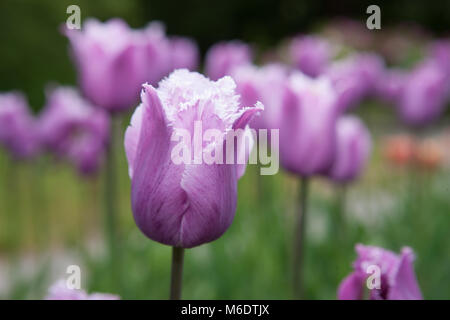 'Blue Heron 'Gefranste Tulpe, Franstulpan (Tulipa gesneriana) Stockfoto