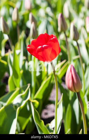 'Apeldoorn' Darwin Hybrid Tulip, Darwinhybridtulpan (Tulipa Hybrid) Stockfoto