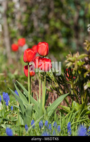 'Apeldoorn' Darwin Hybrid Tulip, Darwinhybridtulpan (Tulipa Hybrid) Stockfoto