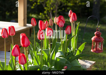 'Apeldoorn' Darwin Hybrid Tulip, Darwinhybridtulpan (Tulipa Hybrid) Stockfoto