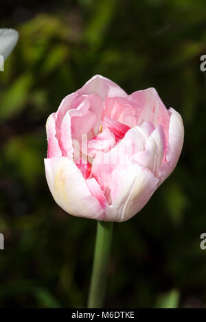 'Angelique' Doppelte spät Tulip, Sen fylldblommig Tulpan (Tulipa gesneriana) Stockfoto