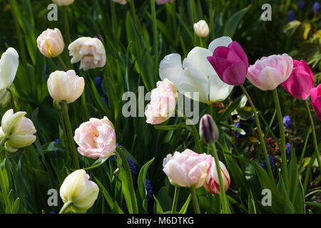 'Angelique' Doppelte spät Tulip, Sen fylldblommig Tulpan (Tulipa gesneriana) Stockfoto