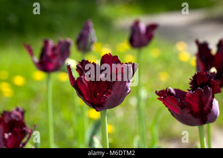 "Black Parrot' Papagei Tulpe, Papegoya Tulpan (Tulipa gesneriana) Stockfoto