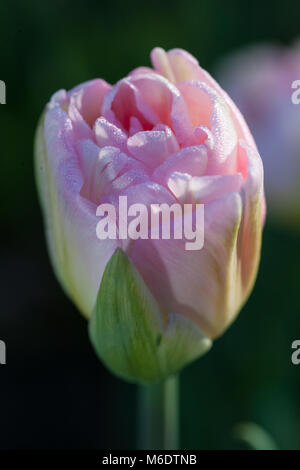 'Angelique' Doppelte spät Tulip, Sen fylldblommig Tulpan (Tulipa gesneriana) Stockfoto