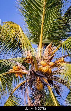 Coconut Palms sind abandant in alle Inseln der Malediven Stockfoto