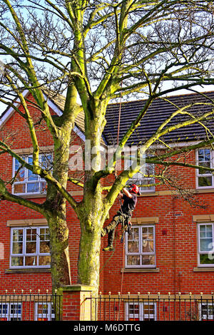 Baum Chirurgen mit Kettensäge abzutrennen Zweigstellen in ländlichen Küstenstadt Stockfoto
