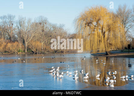 Regents Park im Winter mit Black-Headed Möwen, (Chroicocephalus ridibundus), auf dem gefrorenen See, London, Vereinigtes Königreich Stockfoto