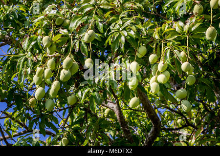 Mango Tree, Hithadhu, Addu Atoll, Malediven Stockfoto