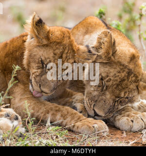 Junge Löwen sibiling cute Cubs, Bruder, Schwester, Liebe, lecken mit Daumen, Gesicht nach oben, Kopf geschossen Portrait, Oktober 2017, Masai Mara, Kenia, Afrika Stockfoto