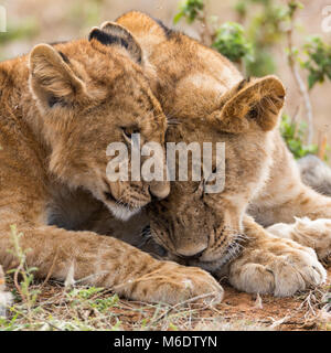 Junge Löwen sibiling cute Cubs, Bruder, Schwester, Liebe, Gesicht nach oben, Kopf geschossen Portrait, Oktober 2017, Masai Mara, Kenia, Afrika Stockfoto