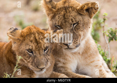 Junge Löwen sibiling cute Cubs, Bruder, Schwester, Liebe, dumm und dumm lustig schauen, Nahaufnahme, Gesicht, Kopf geschossen Portrait, Oktober 2017, Masai Mara, Kenia, Stockfoto