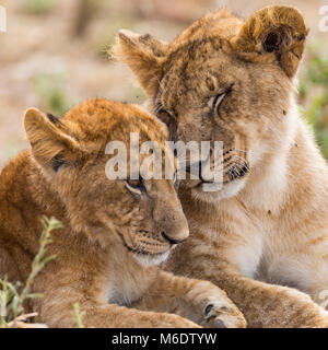 Junge Löwen sibiling cute Cubs, Bruder, Schwester, Liebe, Gesicht nach oben, Kopf geschossen Portrait, Oktober 2017, Masai Mara, Kenia, Afrika Stockfoto