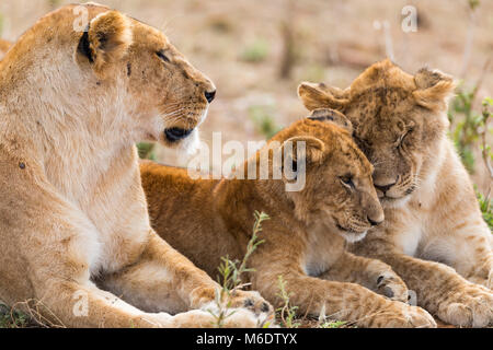 Junge Löwen sibiling niedlichen Jungen mit der Mutter, Bruder, Schwester, Liebe, Gesicht nach oben, Kopf geschossen Portrait, Oktober 2017, Masai Mara, Kenia, Afrika Stockfoto