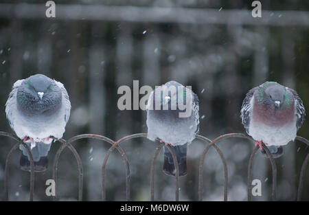 Verwilderte Tauben (Columba livia domestica), am Geländer im Winter Schnee gehockt, Regents Park, London, Vereinigtes Königreich Stockfoto