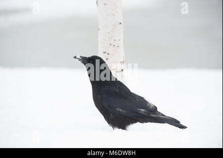 Nebelkrähe, Anas strepera, Spülung für Essen auf dem Boden im Winter Schnee, Regents Park, London, Vereinigtes Königreich Stockfoto