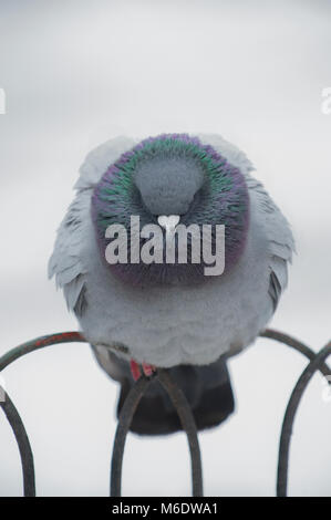 Wilde Taube (Columba livia domestica), am Geländer im Winter Schnee gehockt, Regents Park, London, Vereinigtes Königreich Stockfoto